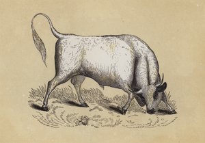 Chillingham Wild Bull (farve litho) af English School