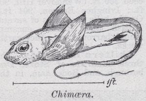 Chimaera (litho) af English School