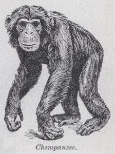 Chimpanse (litho) af English School