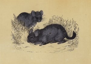 Chinchilla (farvelitografi) af English School