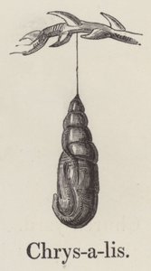 Chrysalis (gravering) af English School