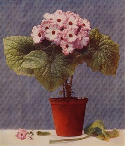 Cineraria (fotogravure) af English School