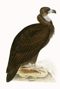 Cinereous Vulture, illustration fra 