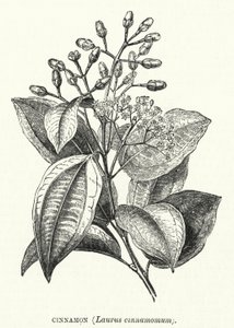 Kanel, Laurus cinnamomum (gravering) af English School