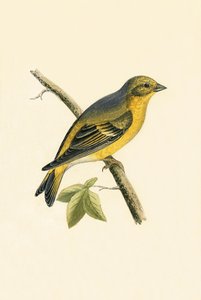 Citril Finch, illustration fra 
