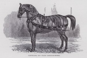 Cleveland Bay State Carriage-Horse (gravering) af English School
