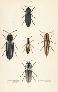 Klikbille: Forlygte elater, Pyrophorus noctilucus 1, Chalcolepidius porcatus 2, foret klikbille, Agriotes lineatus 3, Elater suturalis 4 og Semiotus distinctus 5 af English School