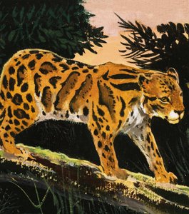 Overskyet leopard af English School