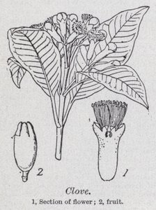 nellike (litho) af English School