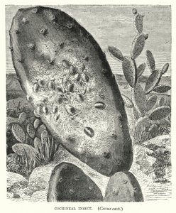 Cochineal Insekt, Coccus kaktus (gravering) af English School