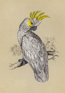 Kakadu (farve litho) af English School