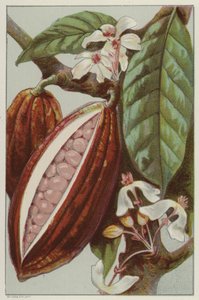 Kakaoblomster og bælg, der viser indersiden af en bælg (chromolitho) af English School