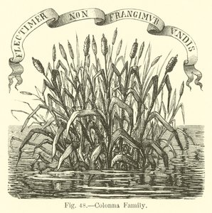Colonna familie af English School