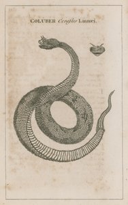 Coluber Cerastes Linnaei; Horned Viper af Egypten af English School