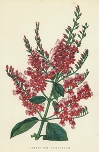 Combretum Purpureum af English School