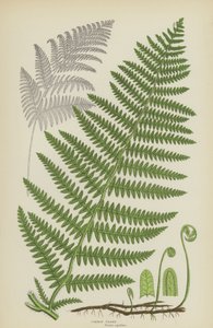 Fælles bremse (farve litho) af English School