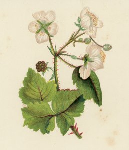 Almindelig brombær eller brombær, Rubus Fruticosus (farvelitografi) af English School