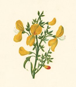Almindelig kost, Cytisus Scoparius (farve litho) af English School