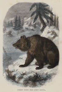 Almindelig brunbjørn, Ursus Arctos (farvet gravering) af English School