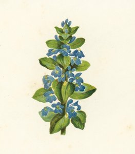 Almindelig bugle, Ajuga Reptans (farvelitografi) af English School