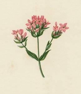 Almindelig kentaur, Erythraea Centaurium (farvelitografi) af English School