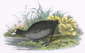 Blishøne
