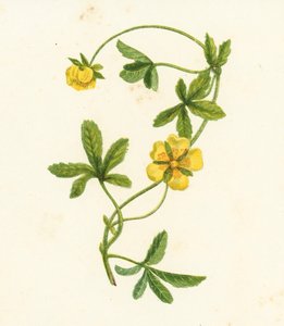 Almindelig krybende kællingetand, Potentilla Reptans (farvelitografi) af English School