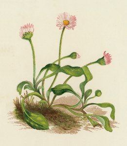 Almindelig tusindfryd, Bellis Perennis (farvelitografi) af English School