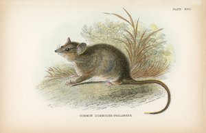 Almindelig Dormus-Phalanger af English School