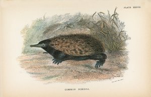 Almindelig Echidna af English School