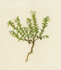 Almindelig øjentrøst, Euphrasia officinalis (farvelitografi) af English School
