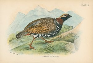Almindelig Francolin af English School