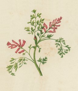 Almindelig gøgeurt, Fumaria Officinalis (farvelitografi) af English School