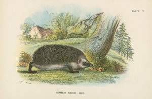 Almindelig hækhøg af English School