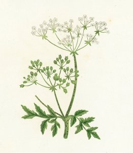Almindelig hæmoride, Conium Maculatum af English School
