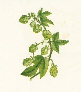 Almindelig humle, Humulus Lupulus af English School