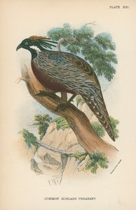 Almindelig Koklass Fasan af English School