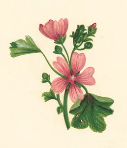 Almindelig malva, Malva Sylvestris (farvelitografi) af English School