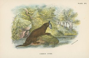 Almindelig Otter af English School