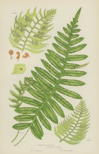 Almindelig polypody (farvelitografi) af English School