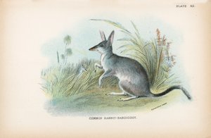 Almindelig kanin-bandicoot af English School