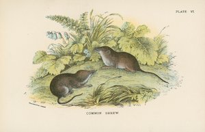 Almindelig Spidsmus af English School