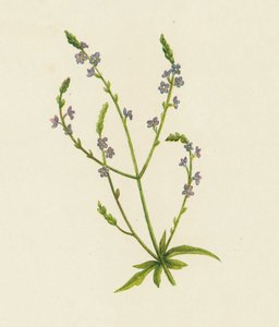 Almindelig Vervain, Verbena Officinalis (farve litho) af English School