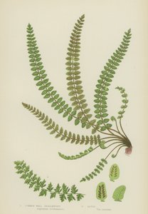 Almindelig vægmilturt (farve litho) af English School
