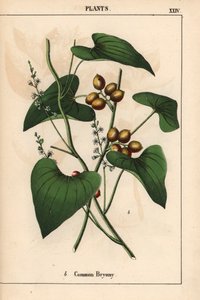 Almindelig Bryony med gyldne bær. Bryonia Alba   , fra "Den lærerige billedbog eller lektioner fra grøntsagens verden", [Charlotte Mary Yonge], Edinburgh af English School