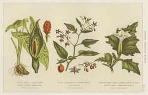 Almindelige giftige planter (gravering) af English School