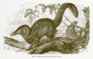 Almindelig træskær, illustration fra Den Kongelige Naturhistorie af English School