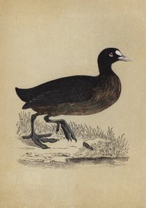 hønsehøne (farve litho) af English School