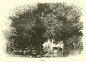 Blässhühner von English School