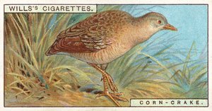 Corn-Crake af English School